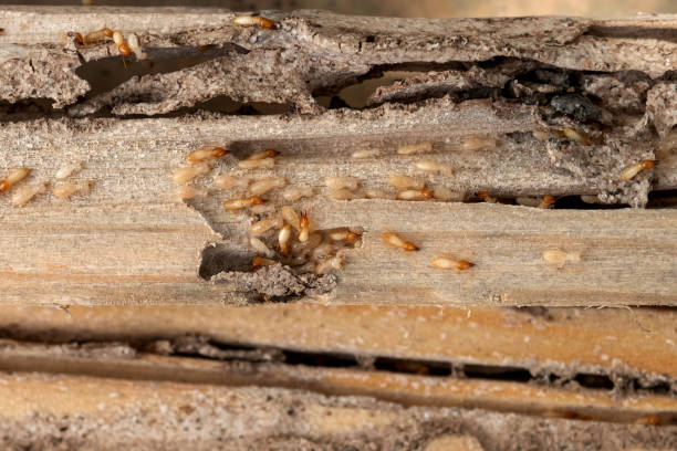 Best Best Pest Control Companies  in Clinton, PA
